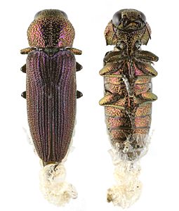 Microcastalia globithorax, PL3776, male, reared adult, from Choretrum glomeratum stem, SE, 12.6 × 4.0 mm